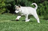 SIBERIAN HUSKY 384